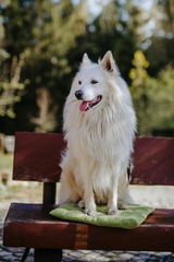 Dein Hund Dein Tag (97)