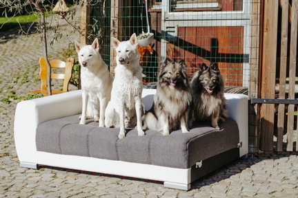 Dein Hund Dein Tag (98)
