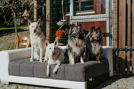Dein Hund Dein Tag (100)